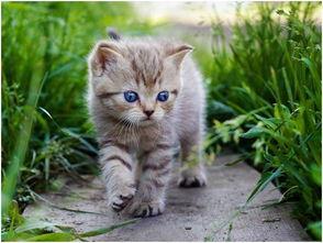 娱乐吃瓜酱猫抱枕,带你感受萌宠的魅力 第1张 娱乐吃瓜酱猫抱枕,带你感受萌宠的魅力 第1张